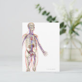 Carte Postale Le système urinaire 2 (Debout devant)