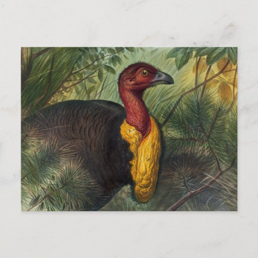 Carte Postale Le Talegalla par Joseph Wolf (Devant)