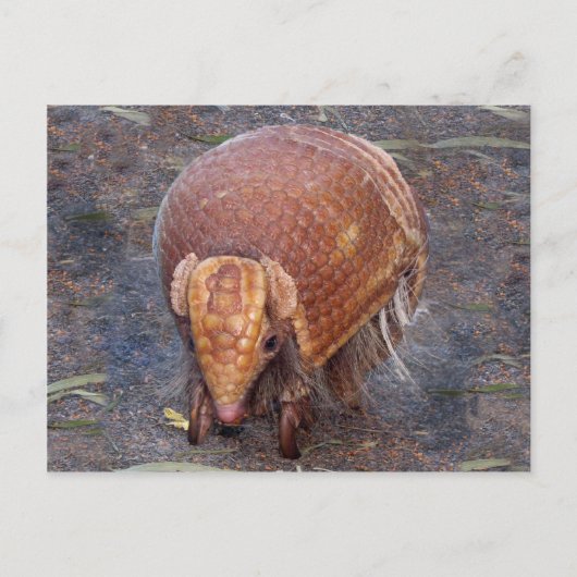 Carte Postale Le tatou de Helaine (Devant)