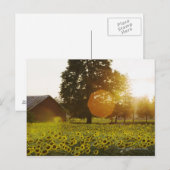 Carte Postale Le Terrain De Tournesol Au Coucher Du Soleil Avec  (Devant / Derrière)