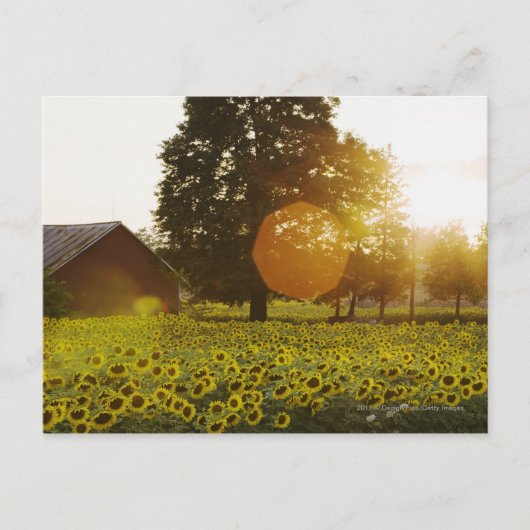 Carte Postale Le Terrain De Tournesol Au Coucher Du Soleil Avec  (Devant)