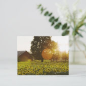 Carte Postale Le Terrain De Tournesol Au Coucher Du Soleil Avec  (Debout devant)