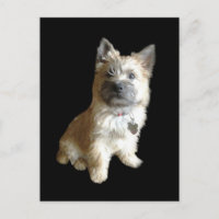 Le Terrier Cutest Jamais ! Plus mignon que Toto !
