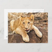 Carte Postale Le Tiger S'Épique Sur Un Rocher (Devant / Derrière)