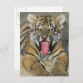 Carte Postale Le tigre du Bengale (Devant / Derrière)