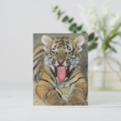 Carte Postale Le tigre du Bengale (Debout devant)