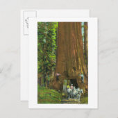 Carte Postale Le transport de chevaux sous un séquoia géant (Devant / Derrière)