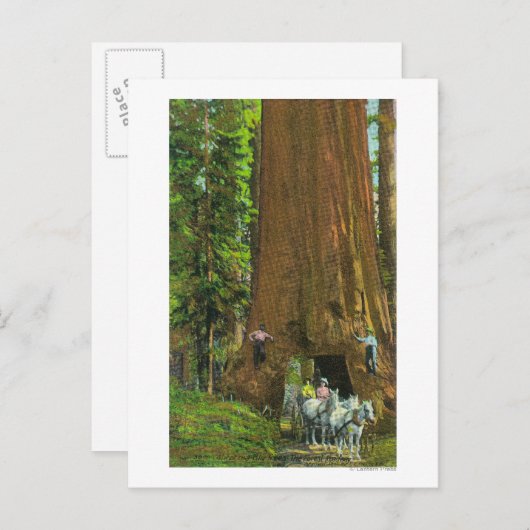 Carte Postale Le transport de chevaux sous un séquoia géant (Devant / Derrière)