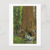 Carte Postale Le transport de chevaux sous un séquoia géant (Devant)