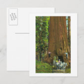 Carte Postale Le transport de chevaux sous un séquoia géant (Devant / Derrière)