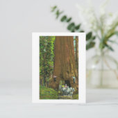 Carte Postale Le transport de chevaux sous un séquoia géant (Debout devant)