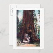 Carte Postale Le transport sous un séquoia géant (Devant / Derrière)