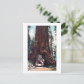 Carte Postale Le transport sous un séquoia géant (Debout devant)