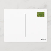 Carte Postale Le trèfle rose sur la prairie verte. (Dos)