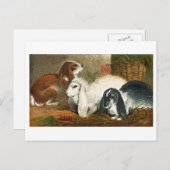 Carte Postale Le trio de lapins (Devant / Derrière)