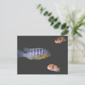 Carte Postale Le trio du Cichlid (Debout devant)