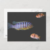 Carte Postale Le trio du Cichlid (Devant / Derrière)
