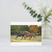 Carte Postale Le troupeau (Debout devant)