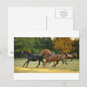 Carte Postale Le troupeau (Devant / Derrière)