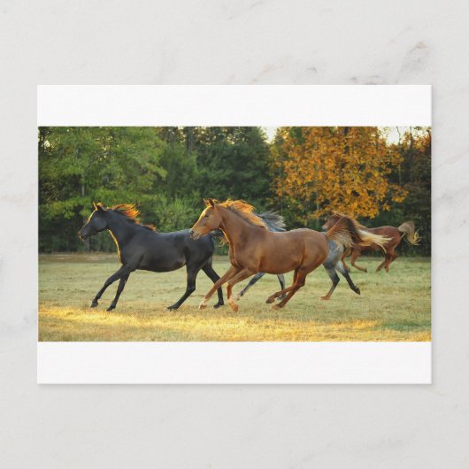 Carte Postale Le troupeau (Devant)