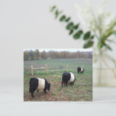 Carte Postale Le troupeau de vaches de Beltie le long d'un senti (Debout devant)