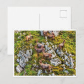 Carte Postale Le troupeau des Bouquetins (Devant / Derrière)