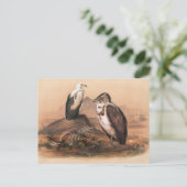 Carte Postale Le vautour angolais par Joseph Wolf (Debout devant)