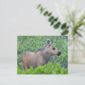 Carte Postale Le veau de l'orignal dans la vallée du glacier Man (Debout devant)