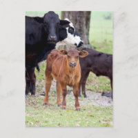 Le veau du bébé au printemps