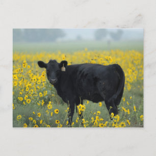 Carte Postale Le veau noir dans un champ de tournesols