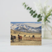 Carte Postale Le vent de l'hiver (Debout devant)
