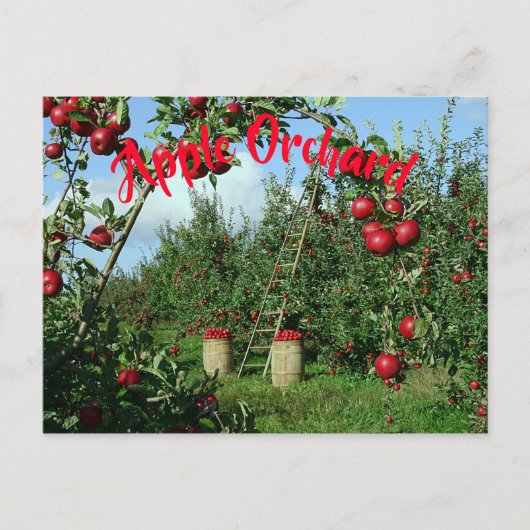 Carte Postale Le verger Apple (Devant)