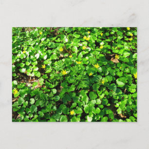 Carte Postale le vert est beau