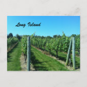 Carte Postale Le vignoble de Long Island (Devant)