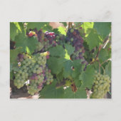 Carte Postale Le vignoble toscan (Devant)