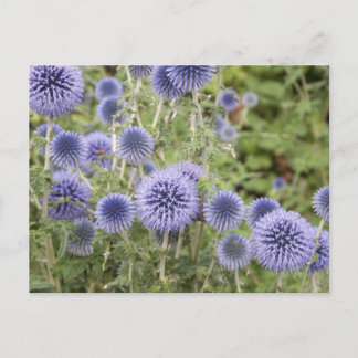 Carte Postale Le violet Globe siffle dans un jardin suisse
