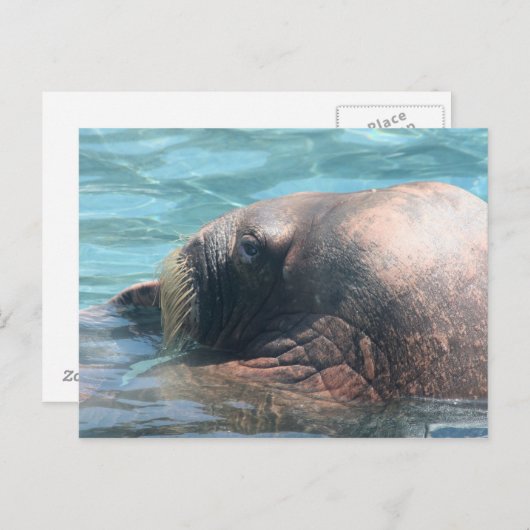 Carte Postale Le Walrus (Devant / Derrière)