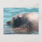 Carte Postale Le Walrus (Devant)