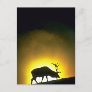 Carte Postale Le wapiti de taureau des Rocheuses, parc national