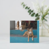 Carte Postale Le Watchdog. (Debout devant)