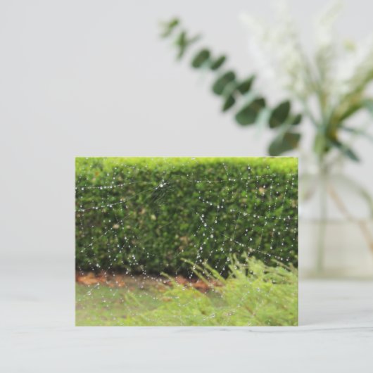 Carte postale - Le Web de la nature (Debout devant)