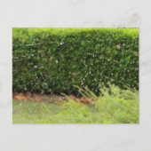 Carte postale - Le Web de la nature (Devant)
