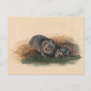 Carte Postale Le Wombat de Tasmanie par Joseph Wolf
