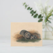 Carte Postale Le Wombat de Tasmanie par Joseph Wolf (Debout devant)