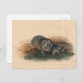 Carte Postale Le Wombat de Tasmanie par Joseph Wolf (Devant / Derrière)