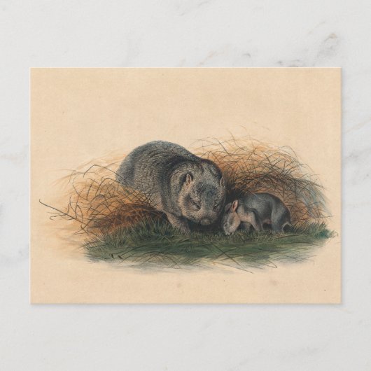 Carte Postale Le Wombat de Tasmanie par Joseph Wolf (Devant)