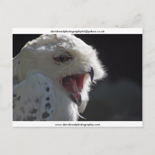 Carte Postale Le Yawn