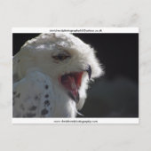 Carte Postale Le Yawn (Devant)