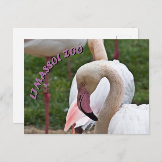 Carte Postale Le zoo de Limazzol flamingo (Devant / Derrière)
