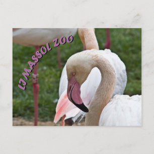 Carte Postale Le zoo de Limazzol flamingo